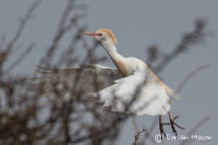 Cattle Egret