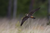 Hobby