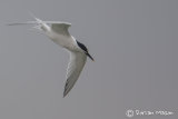Sandwich Tern