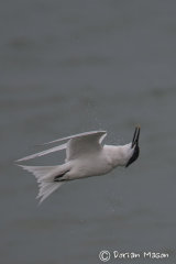 Sandwich Tern