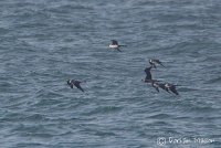 Pomarine Skua