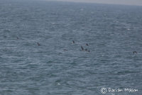 Pomarine Skua