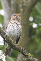 Song Thrush
