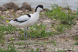 Avocet