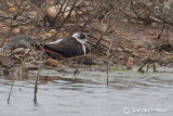 Black-winged Stilt