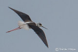Black-winged Stilt