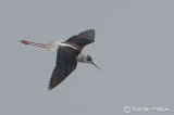 Black-winged Stilt