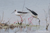 Black-winged Stilt