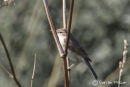 Booted Warbler