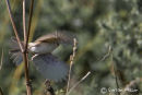 Booted Warbler