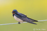 Swallow