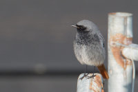 Black Redstart