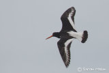 Oyster Catcher