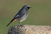 Black Redstart