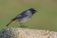 Black Redstart