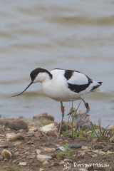 Avocet