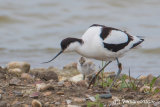Avocet