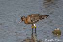 Black-tailed Godwit