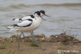 Avocet