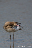 Black-tailed Godwit