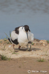 Avocet