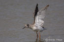 Spotted Redshank