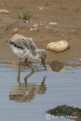 Avocet