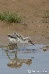 Avocet