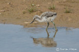 Avocet