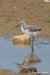 Avocet