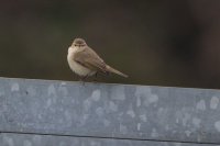 Siberian Chiffchaff