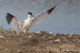 Avocet
