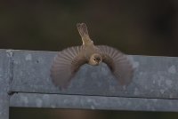 Siberian Chiffchaff
