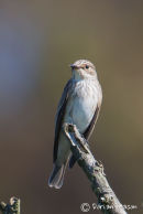 Spotted flycatcher