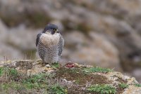 Peregrine Falcon