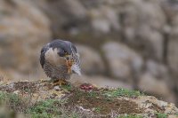 Peregrine Falcon