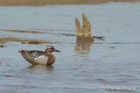 Garganey