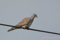 Turtle Dove