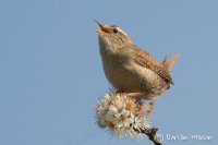 Wren