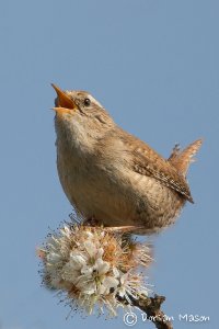 Wren