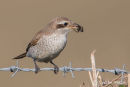 Red-backed Shrike