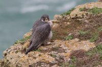 Peregrine Falcon