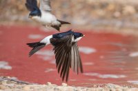 House Martin