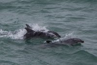 Bottle nose Dolphin at Durlston head Swanage Dorset