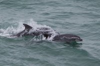 Bottle nose Dolphin at Durlston head Swanage Dorset