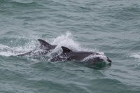 Bottle nose Dolphin at Durlston head Swanage Dorset
