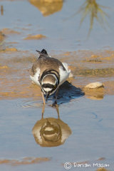 Little ringed Plover