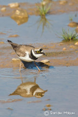 Little ringed Plover