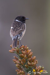 Stonechat
