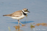 Little ringed Plover